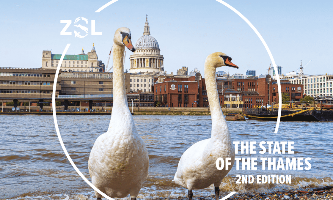 ZSL State of the Thames Report Cover CREDIT